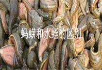 蚂蟥和水蛭的区别？