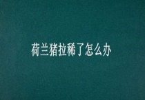 荷兰猪拉稀了怎么办？