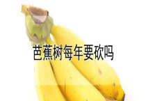 芭蕉树每年要砍吗？
