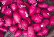 种红萝卜施什么肥料