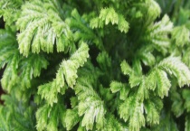 珊瑚蕨与翠云草有什么区别？ 它们的生活习性是怎样的