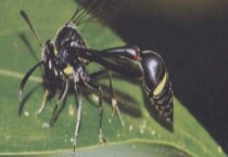 胡蜂的捕杀方法 注意个人防护