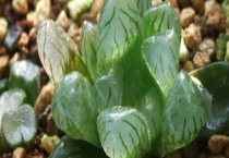 冰灯玉露繁殖方法 附养殖多久？