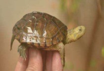 小青龟发色过程是什么？