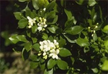 柑橘开花期需要施肥吗？