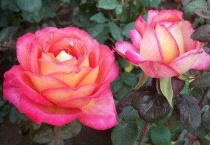 秋天月季修剪时间和多久？