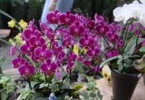 长寿花摘心和打顶区别？