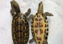 花龟可以长到多大 花龟吃什么食物