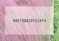 粉黛乱子草踩踏过来年还会再开吗？
