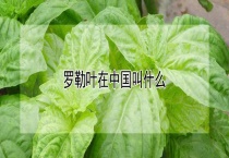 罗勒叶在中国叫什么？