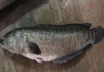 斑鱼是不是海鱼 附斑鱼的营养价值