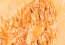 哈密瓜种子催芽多久？