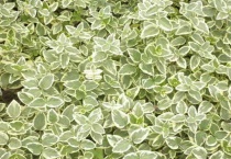 什么是花叶假连翘