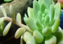 凝脂莲和劳尔有什么区别？？从叶片、气味、体型三方面说