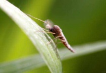 绿色的蚊子是怎么回事