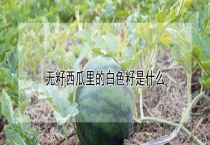 无籽西瓜里的白色籽是什么？