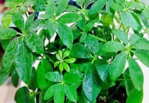 金钱树和鸭掌木的区别？