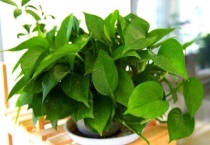 绿萝叶尖有水珠什么原因？