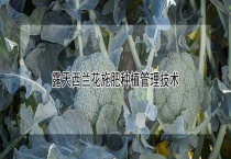 露天西兰花施肥种植管理技术