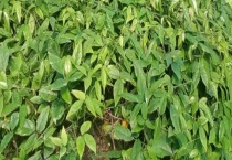 三叶青有哪些功效作用 种植三叶青的市场前景怎么样