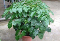 绿宝掉叶子是怎么回事