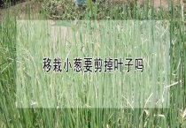 移栽小葱要剪掉叶子吗？