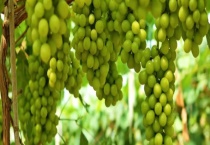 阳光玫瑰产自哪里 附市场价格和种植前景