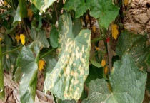 中生菌素可以防治的病有哪些 有哪些使用要点