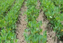 北方花生的播种时间 有哪些种植注意事项