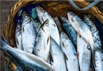 白条最爱吃什么饵料