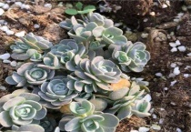 子持莲花与玫瑰多肉区别？