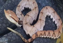 五步蛇的毒性分析 被五步蛇咬了怎么多久？