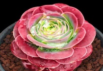 玫瑰多肉怎么养