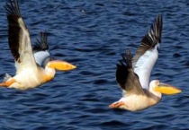 飞禽和鸟类有什么不同 还有其他会飞的动物吗？