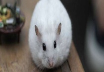 银狐仓鼠爱吃哪些食物 有哪些饲养注意事项