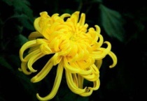 菊花的种子从哪来