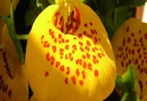 荷包花有毒吗？