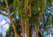 四川是金丝楠木的主产地 其他产地还有云贵鄂