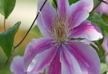 花传播种子的方式 养花可以用哪些肥料