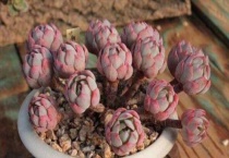 多肉植物怎么扎根