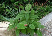 金线草和金钱草的区别？