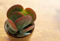 唐印多肉植物的扦插多久？