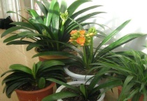 君子兰开花期间施肥吗？