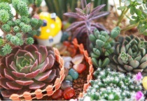 多肉叶片发霉用什么药