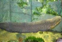 电鳗为什么会放电 能电死人吗？