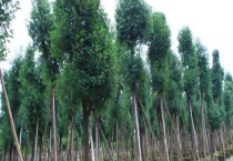 香樟树的作用 分别介绍经济、园林和药用价值