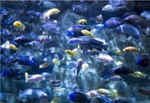 热带鱼水温多少合适