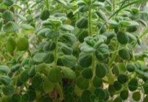 碰碰香晒太阳吗？