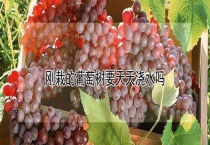 刚栽的葡萄树要天天浇水吗？