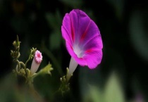 喇叭花特点和外观 颜色有几种